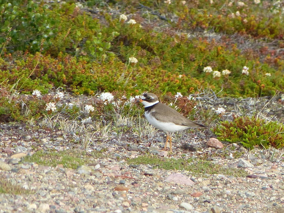 Semipalmated Plover - ML249047421