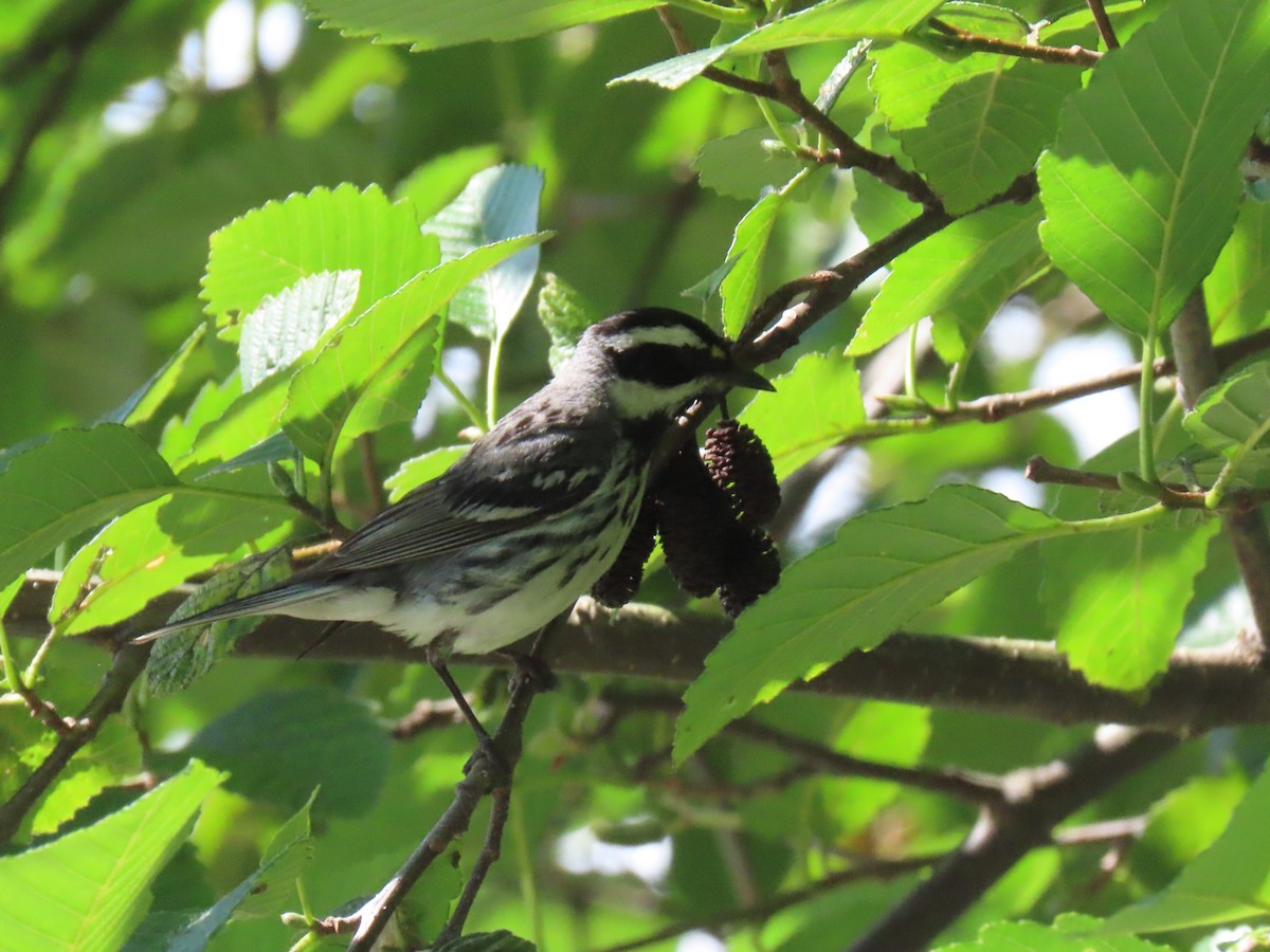 Black-throated Gray Warbler - ML249047471