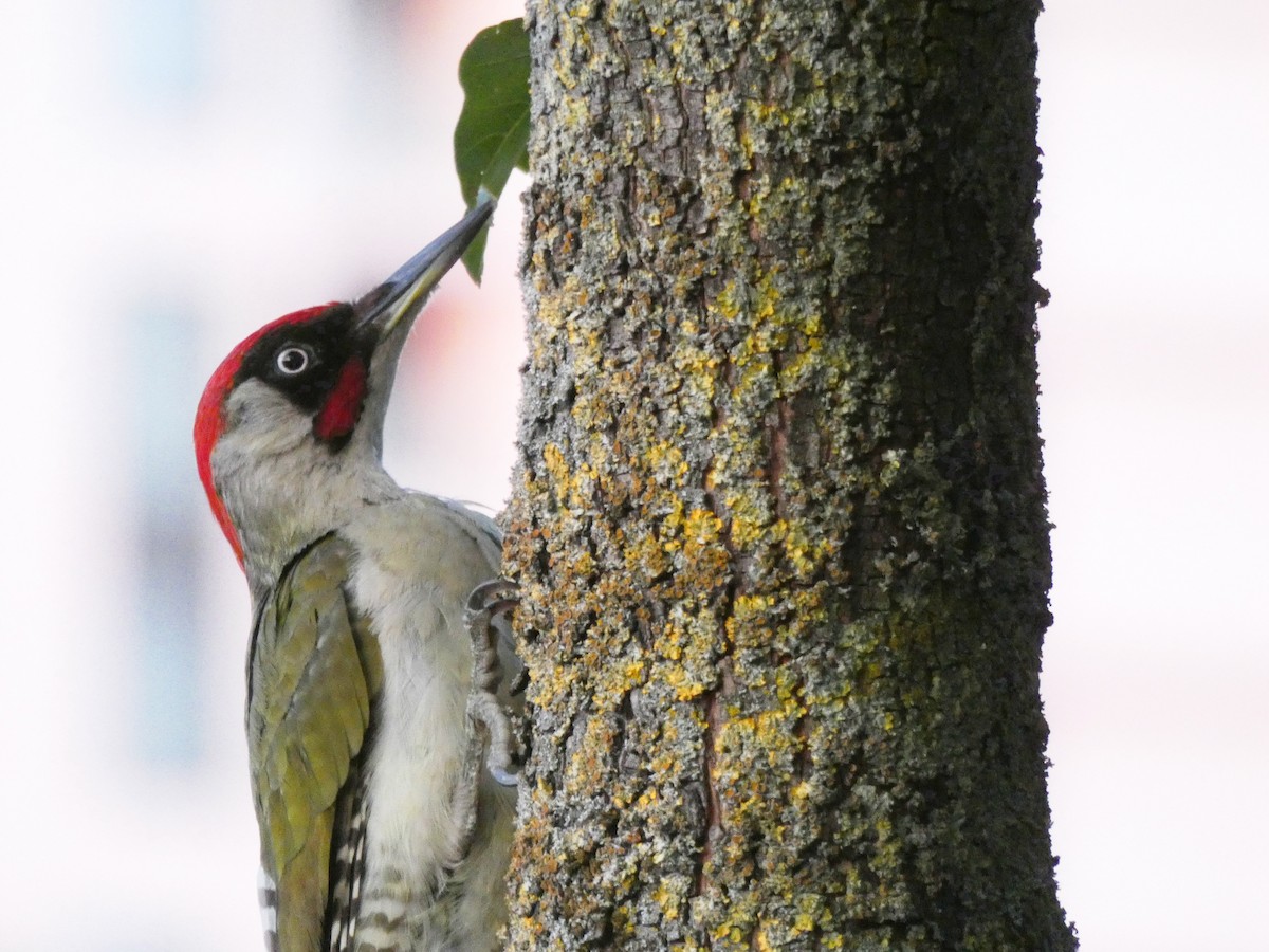 Eurasian Green Woodpecker - ML249047771