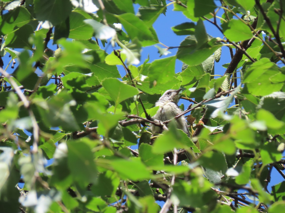 Black-throated Gray Warbler - ML249048011