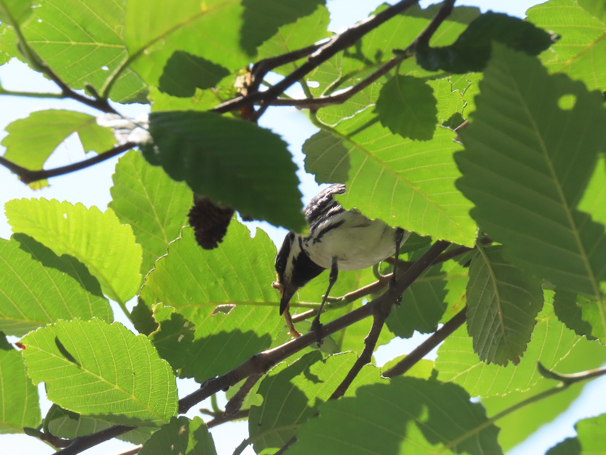 Black-throated Gray Warbler - ML249048461