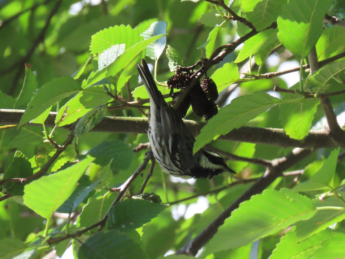 Black-throated Gray Warbler - ML249048471