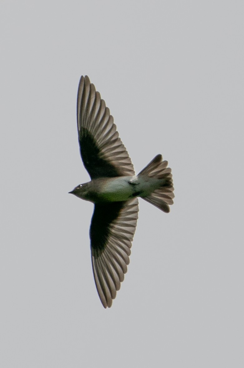 Northern Rough-winged Swallow - ML249051501