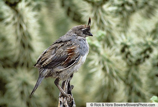 Plumages, Molts, and Structure - Gambel's Quail - Callipepla gambelii -  Birds of the World