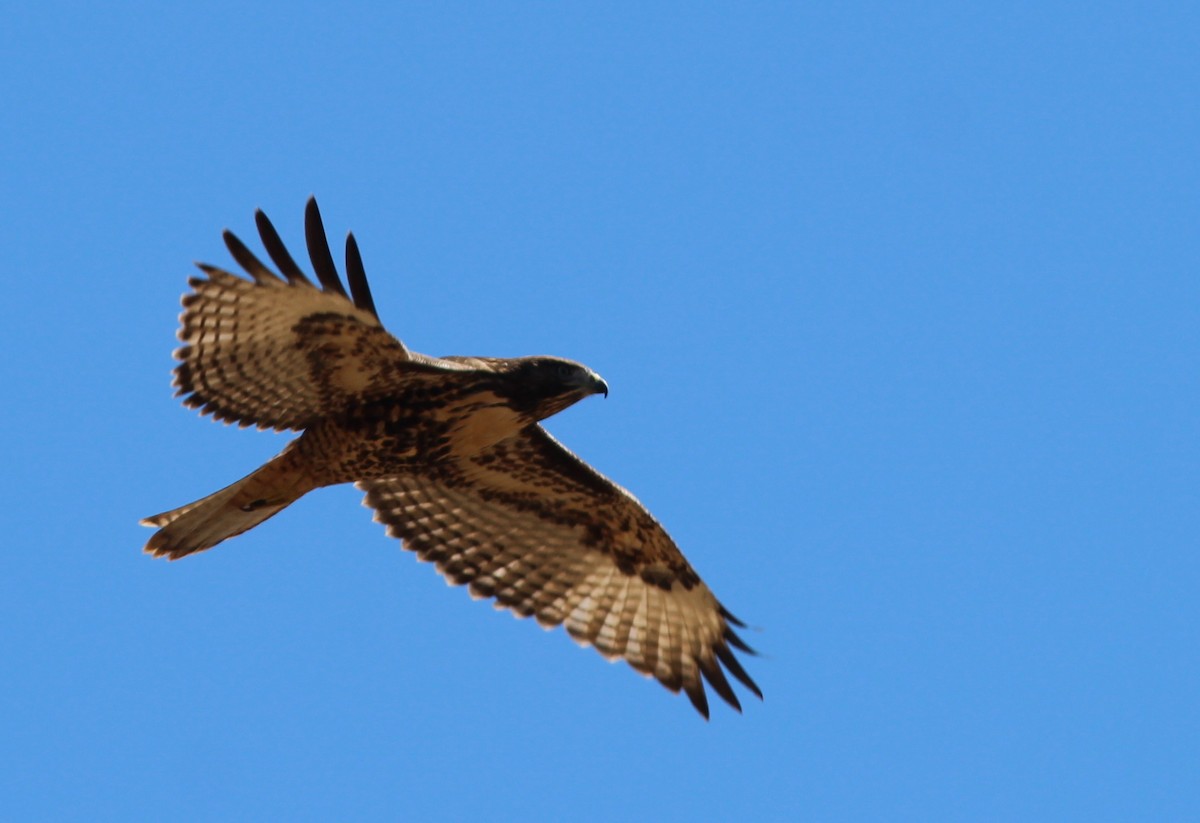Red-tailed Hawk - ML249061611