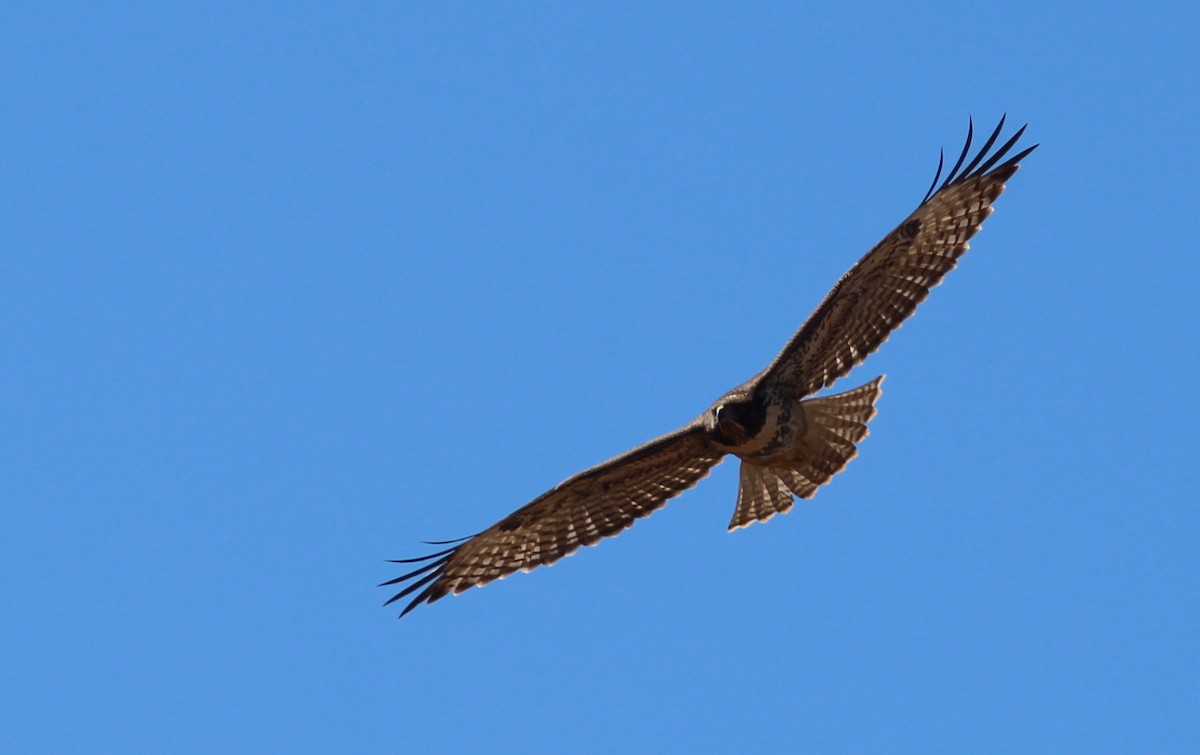 Red-tailed Hawk - ML249061621