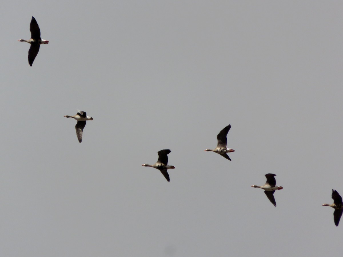 Greater White-fronted Goose - Aaron Boone