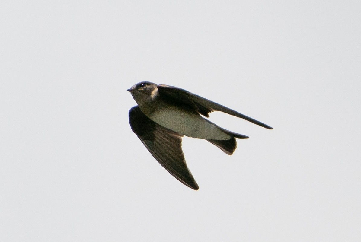 Northern Rough-winged Swallow - Benjamin Atkins