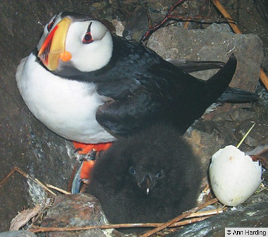 Horned Puffin Identification, All About Birds, Cornell Lab of