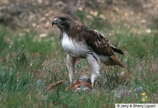 Adult "Eastern" Red-tailed Hawk, Swainton, New Jersey, August 1996. - Red-tailed Hawk - 