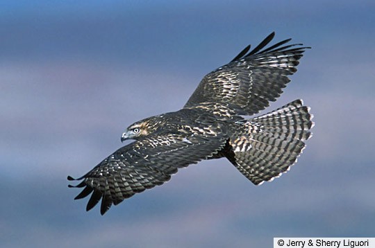 Juvenile light-morph "Western" Red-tailed Hawk, Bountiful Peak, Utah, October 2003. - Red-tailed Hawk - 