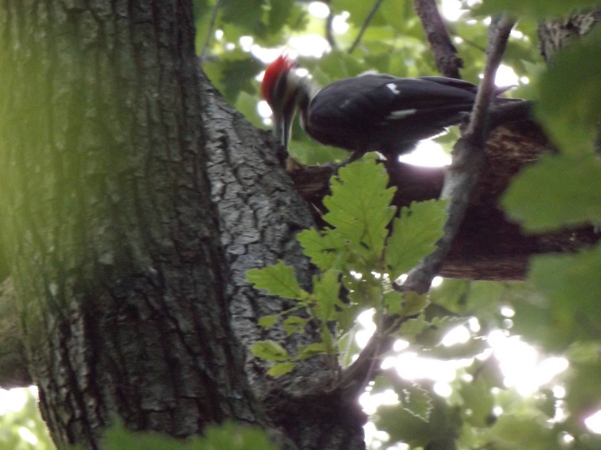 Pileated Woodpecker - ML249067371