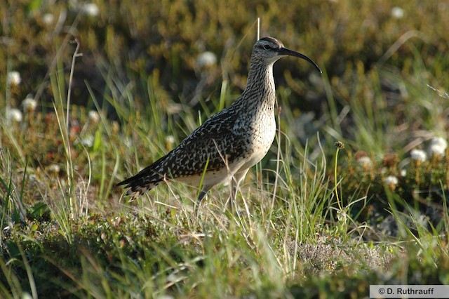 Adult male Bristle-thighed Curlew; Alaska, July - Bristle-thighed Curlew - 