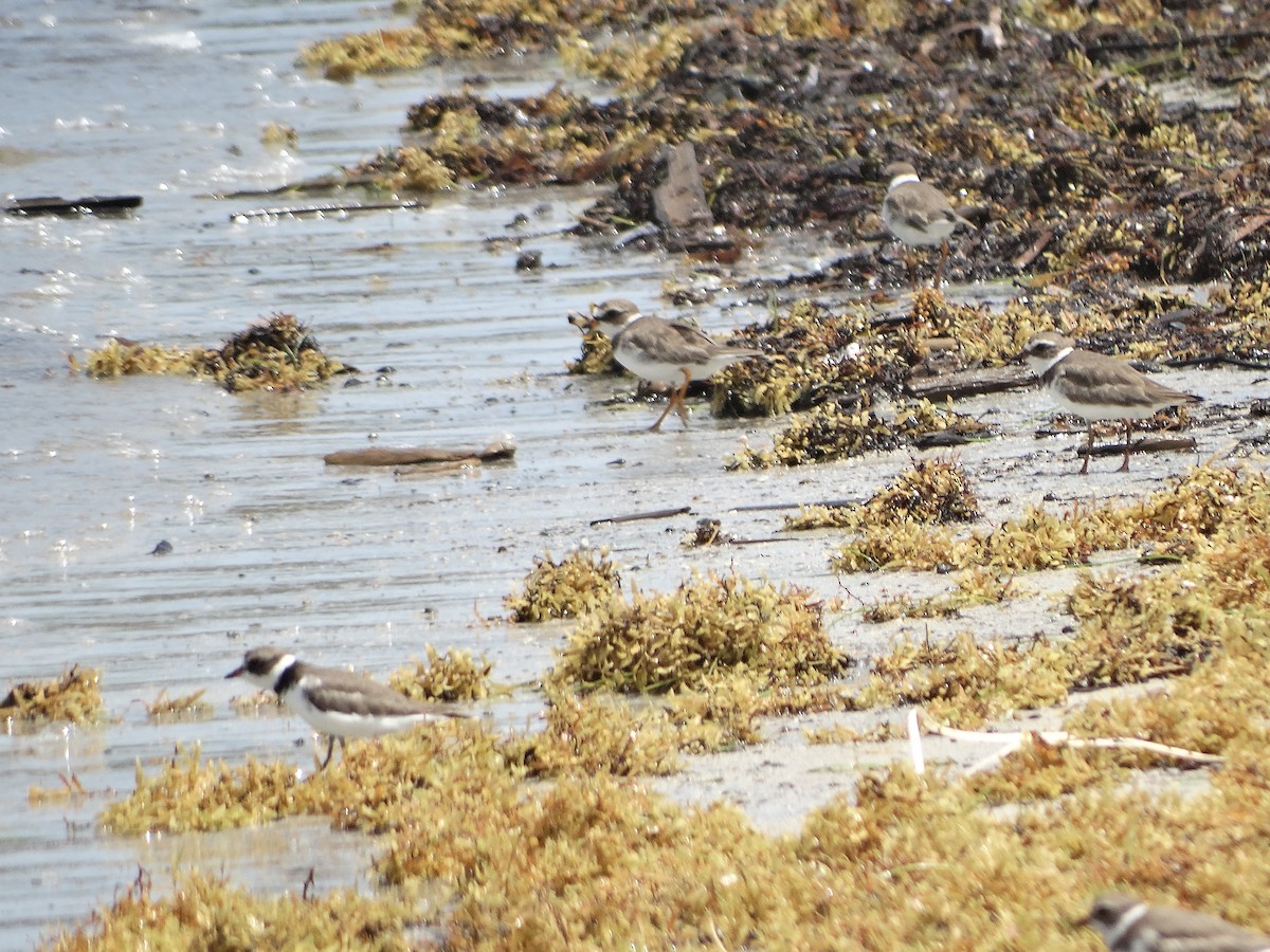 Semipalmated Plover - ML249070461