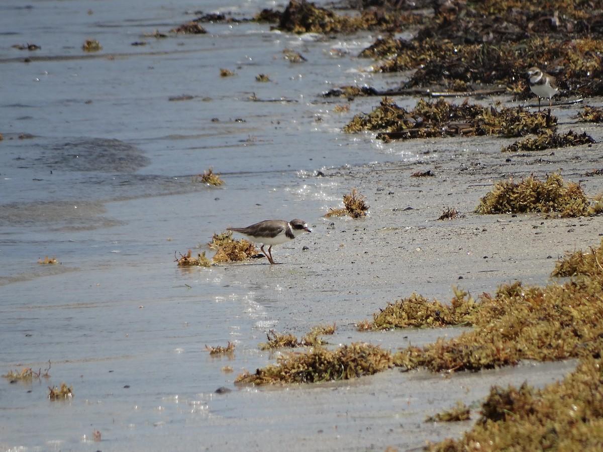 Semipalmated Plover - ML249070651
