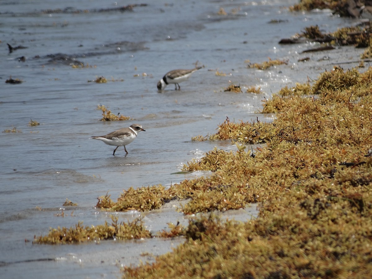 Semipalmated Plover - ML249070701