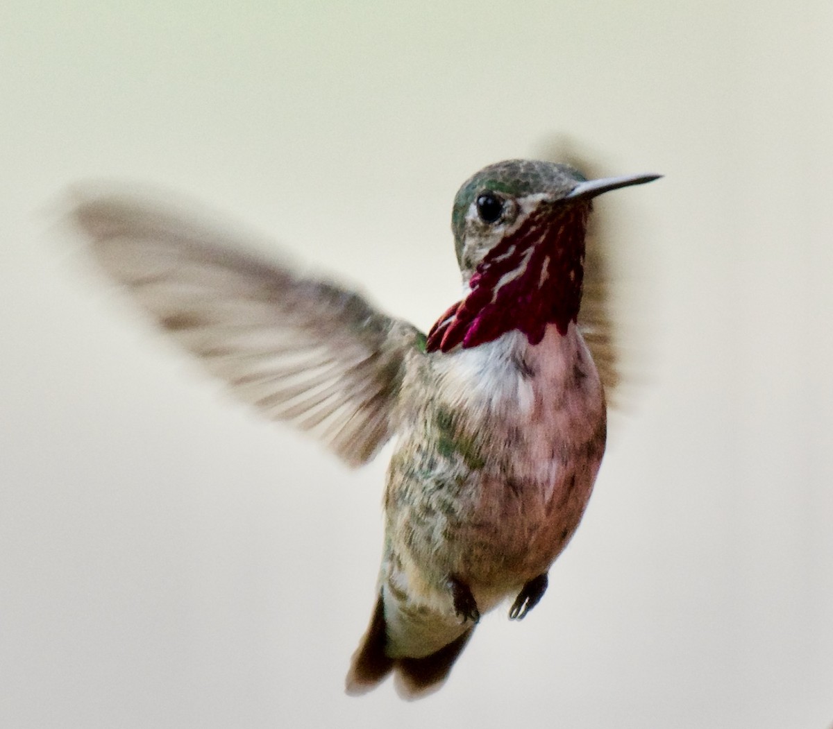 Calliope Hummingbird - Trey Rogers