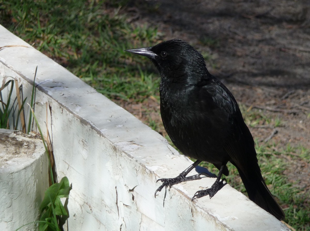 Austral Blackbird - ML249073021