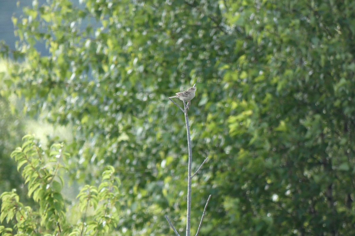 Grasshopper Sparrow - ML249073201