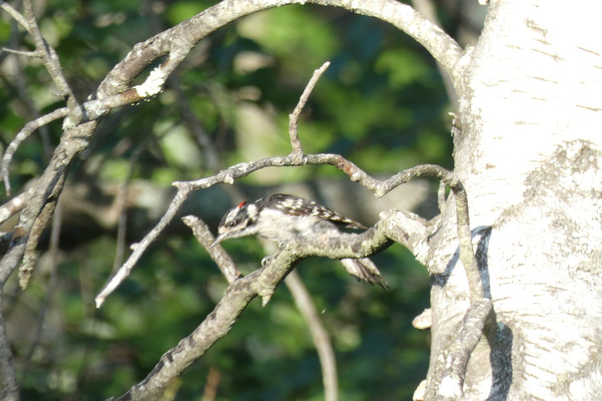 Downy Woodpecker - ML249073261