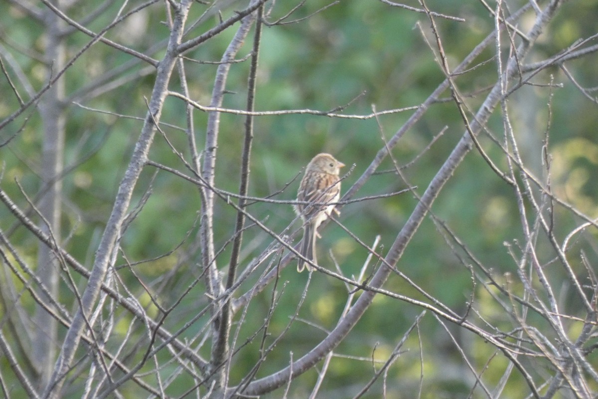 Field Sparrow - ML249073341