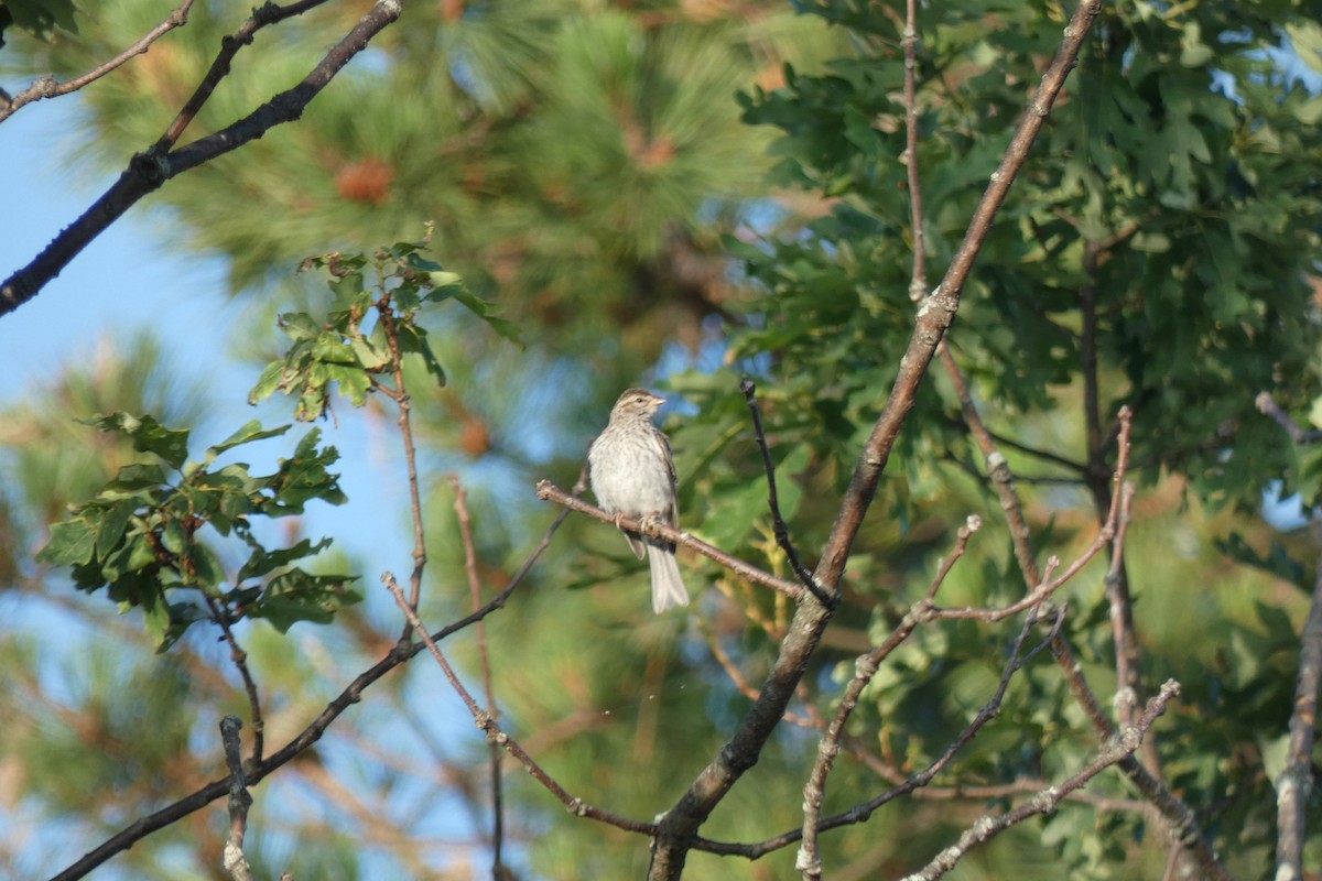 Chipping Sparrow - ML249074471