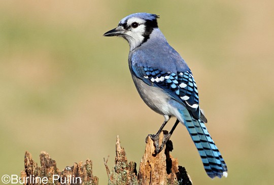 Cute Adorable - This #BlueJay Still Has Half Of Its Baby Feathers