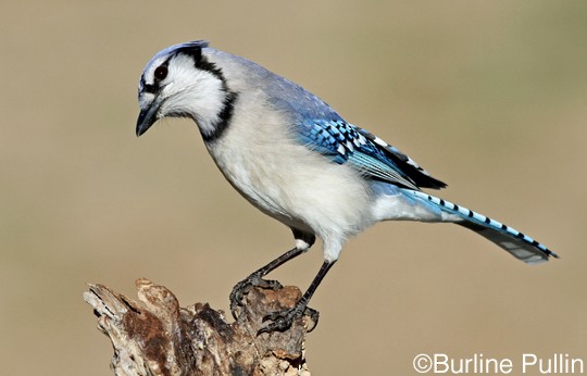 Cute Adorable - This #BlueJay Still Has Half Of Its Baby Feathers