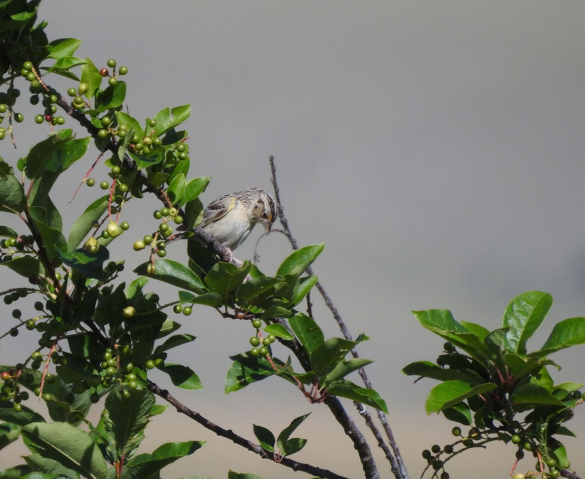 Grasshopper Sparrow - ML249088351