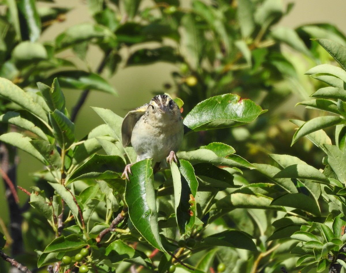 Grasshopper Sparrow - ML249088371