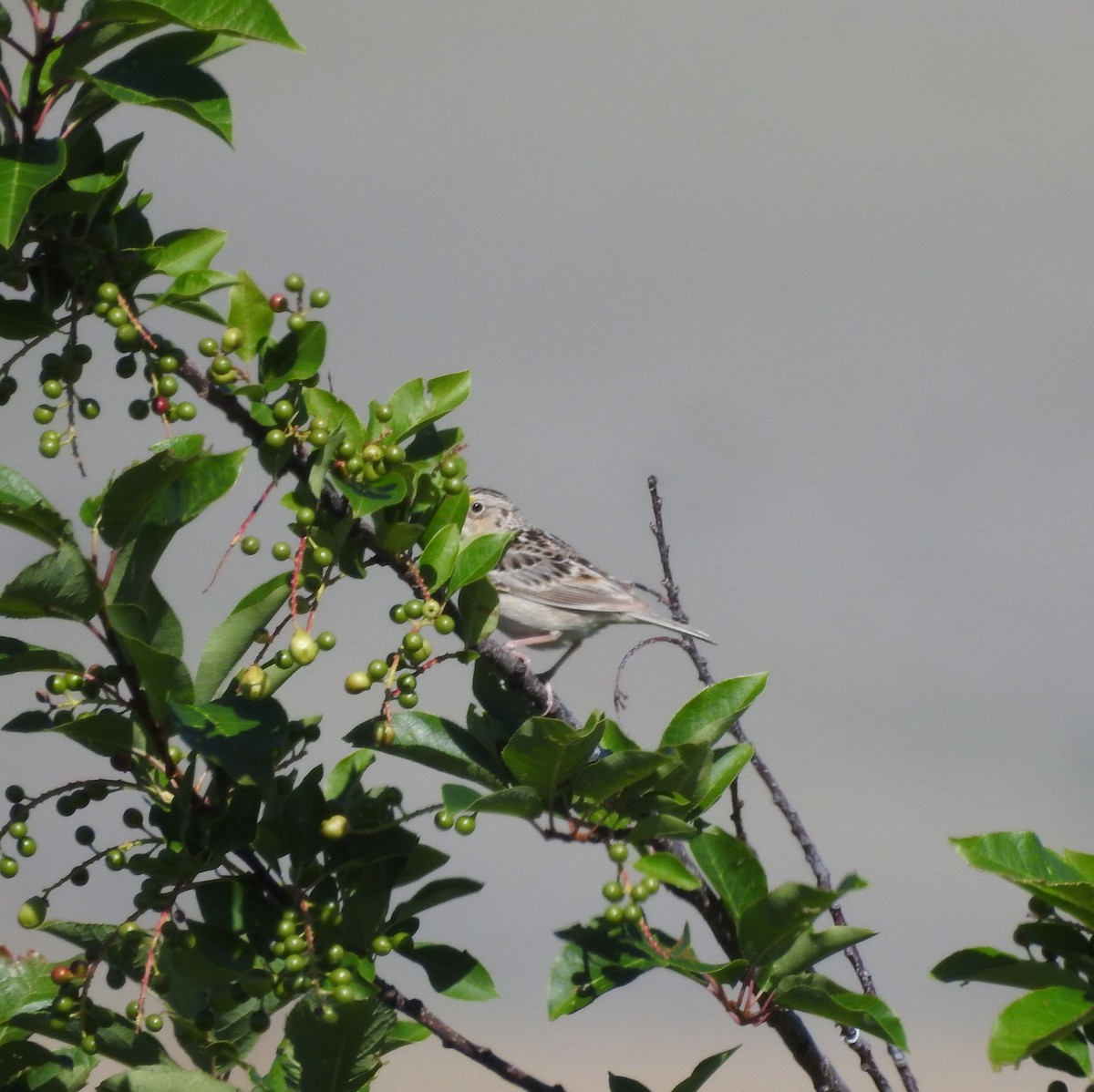 Grasshopper Sparrow - ML249088391