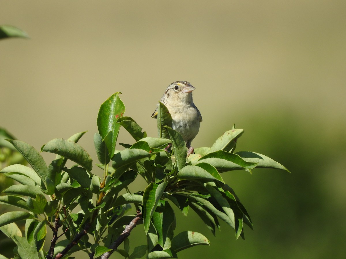 Grasshopper Sparrow - Shane Sater