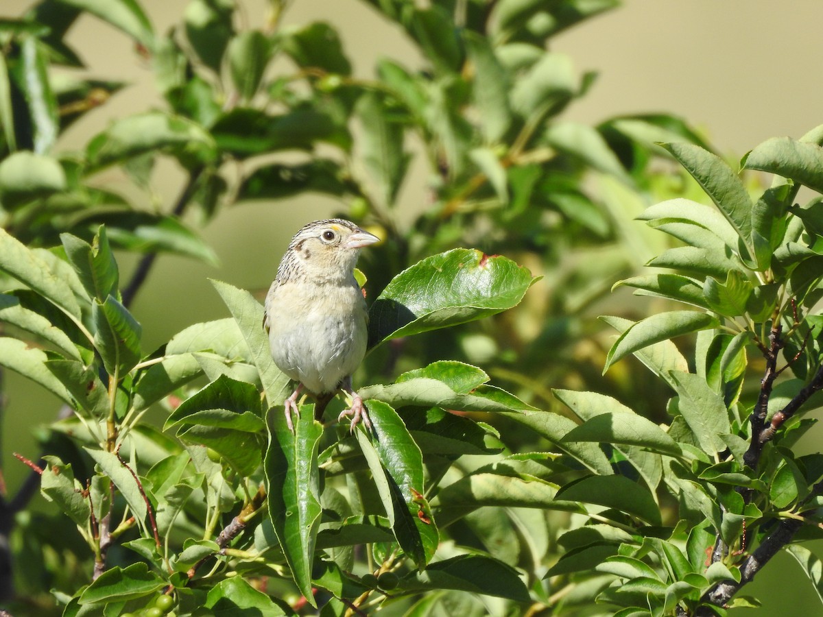 Grasshopper Sparrow - ML249088461