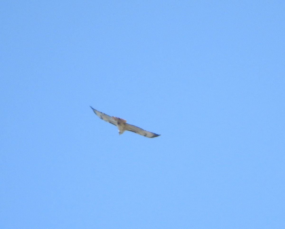 Red-tailed Hawk - ML249088481