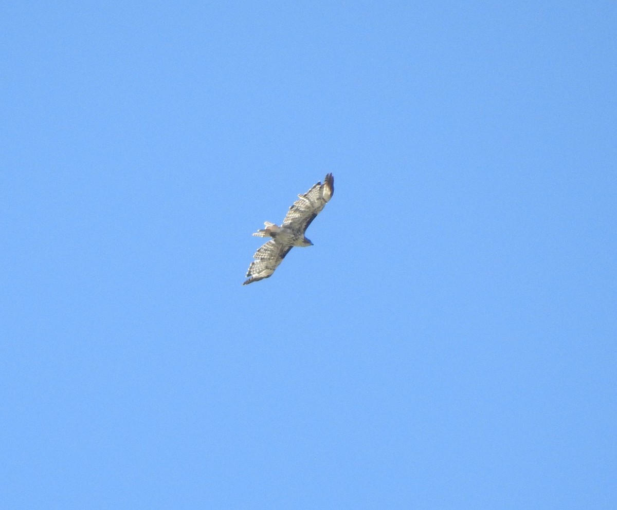 Red-tailed Hawk - ML249088501
