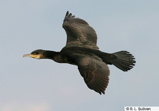 Adult Great Cormorant, non-breeding plumage; New Jersey, December. - Great Cormorant - 