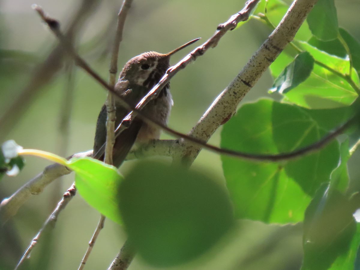 Calliope Hummingbird - ML249100731