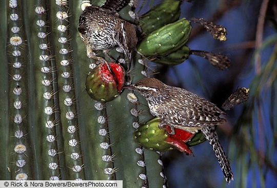 Diet and Foraging - Cactus Wren - Campylorhynchus brunneicapillus - Birds  of the World