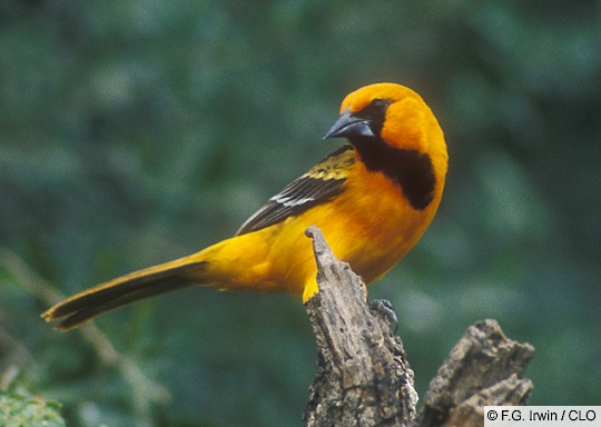 Yosh qizlar bilan jinsiy aloqa