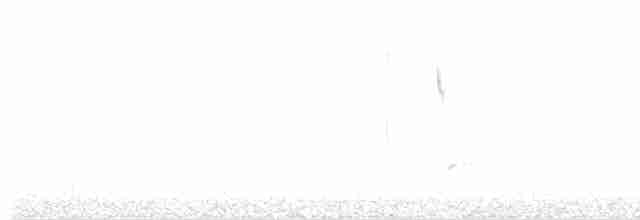 Краснохвостый канюк (kemsiesi/hadropus) - ML249101841