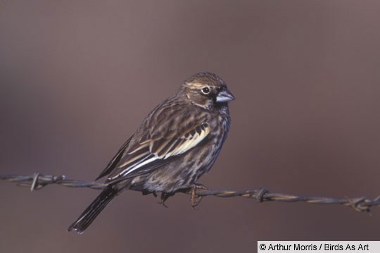 Adult male Lark Bunting, non-breeding plumage; Tucson, AZ, December - Lark Bunting - 