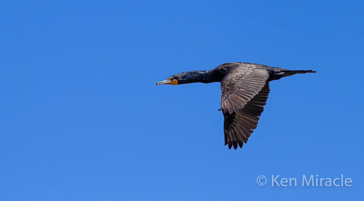 Double-crested Cormorant - Ken Miracle