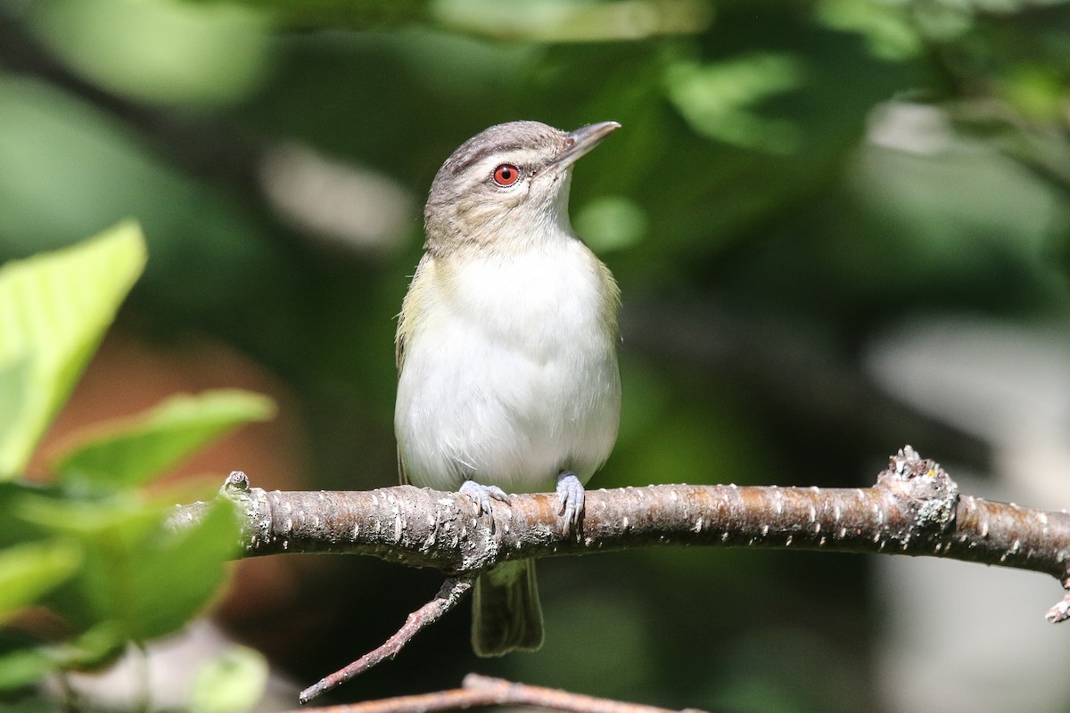 Red-eyed Vireo - Tom Younkin