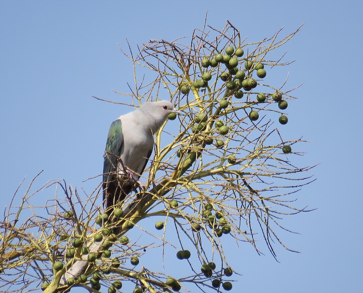 Green Imperial-Pigeon - ML249106341