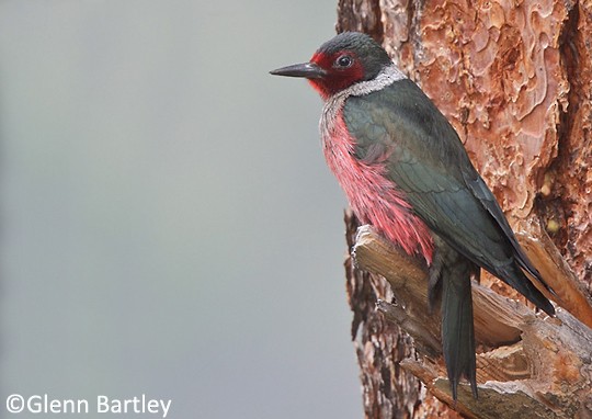 Photos - Lewis's Woodpecker - Melanerpes lewis - Birds of the World