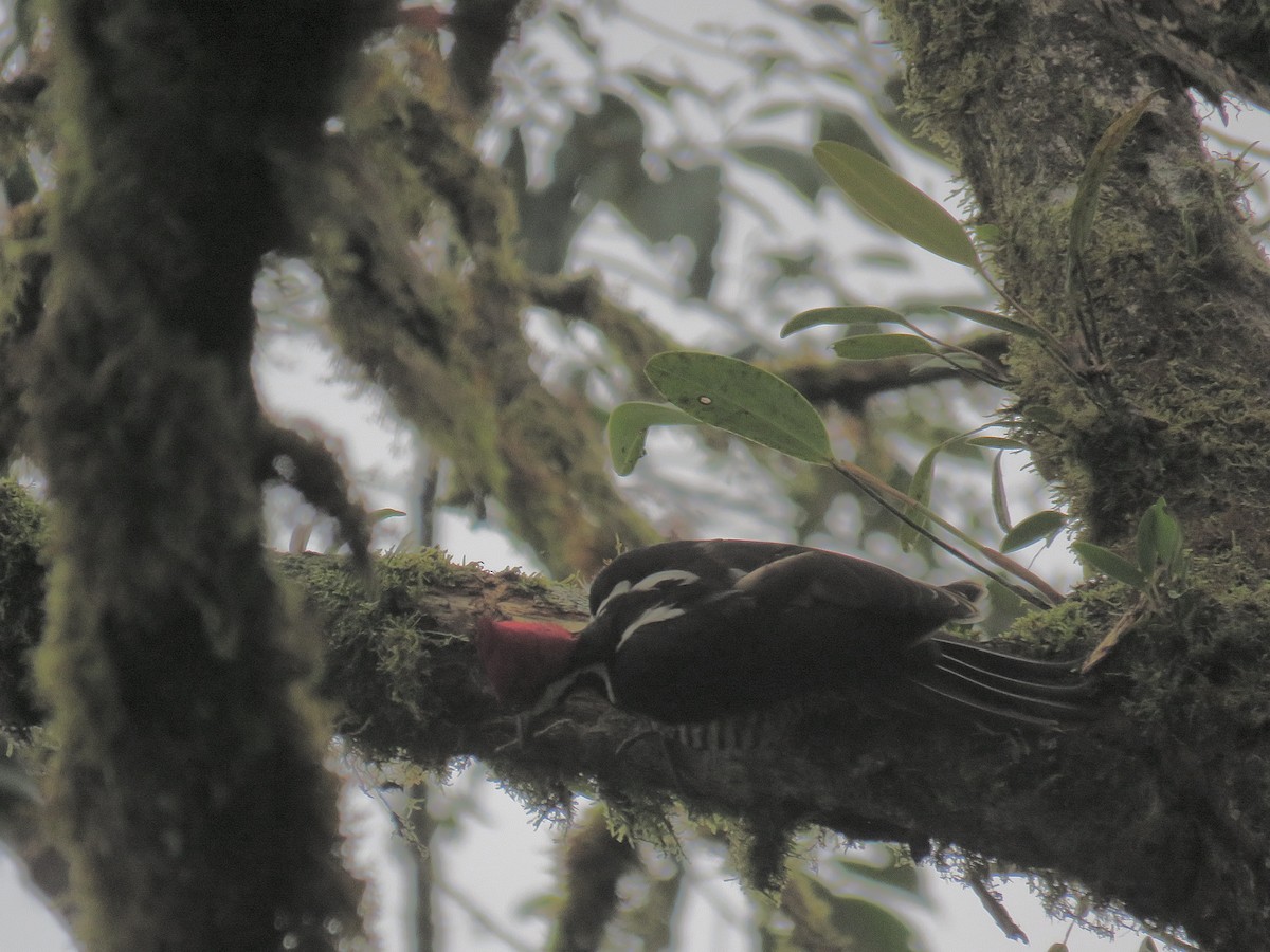 Guayaquil Woodpecker - Howard Laidlaw