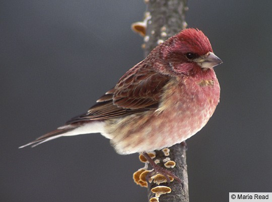 Adult male Purple Finch, upstate NY, February. - Purple Finch - 