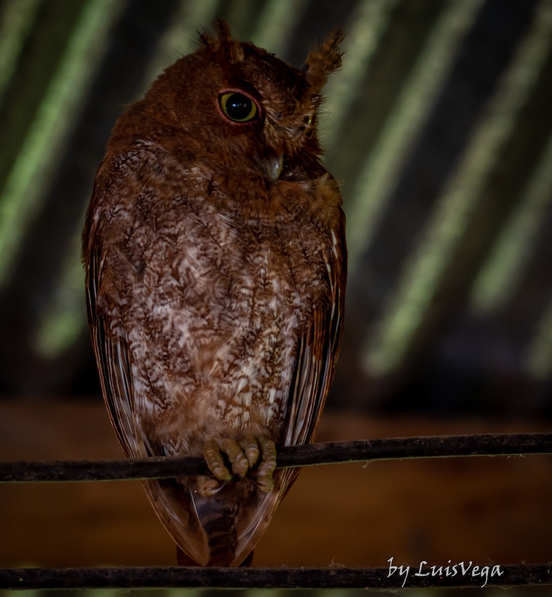 Middle American Screech-Owl - ML249119251