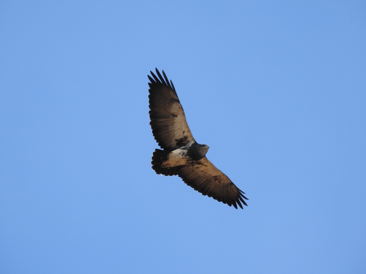 Black-chested Buzzard-Eagle - ML249120401