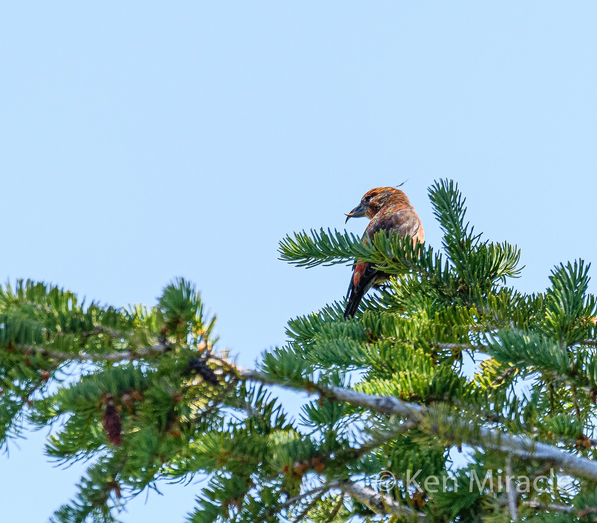 Red Crossbill - Ken Miracle